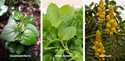 holy basil in tagalog|TAGALOG LIST OF PHILIPPINE MEDICINAL PLANTS .